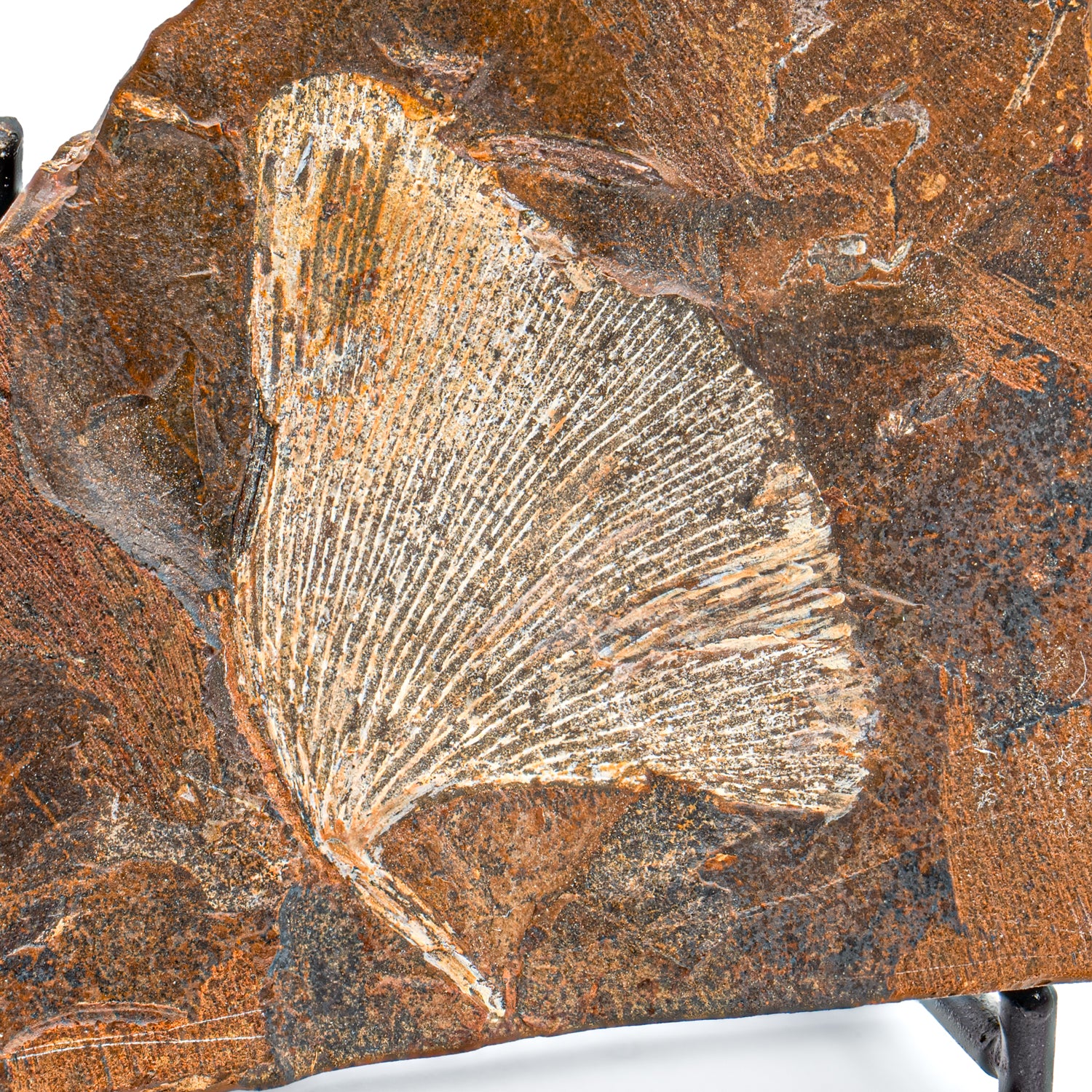 5 Fatos Surpreendentes sobre o Ginkgo Biloba