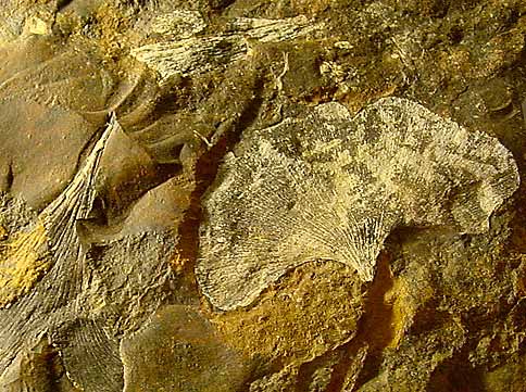 Como o Ginkgo Biloba Pode Melhorar Sua Memória