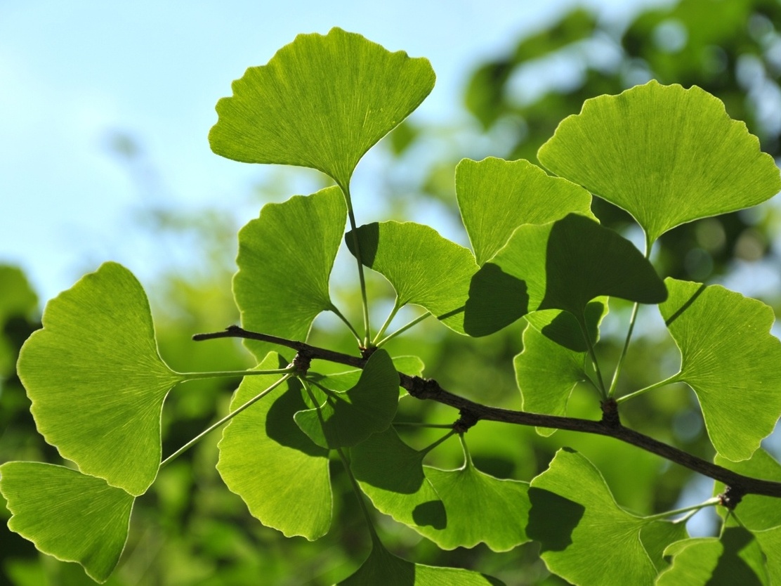 Ginkgo Biloba e TPM: um aliado natural para o bem-estar feminino
