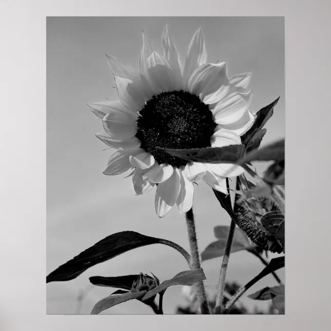 variedades de girassol preto