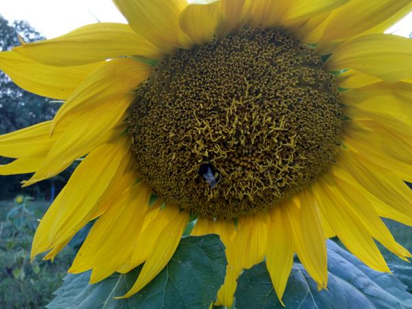 cultivo de girassol preto