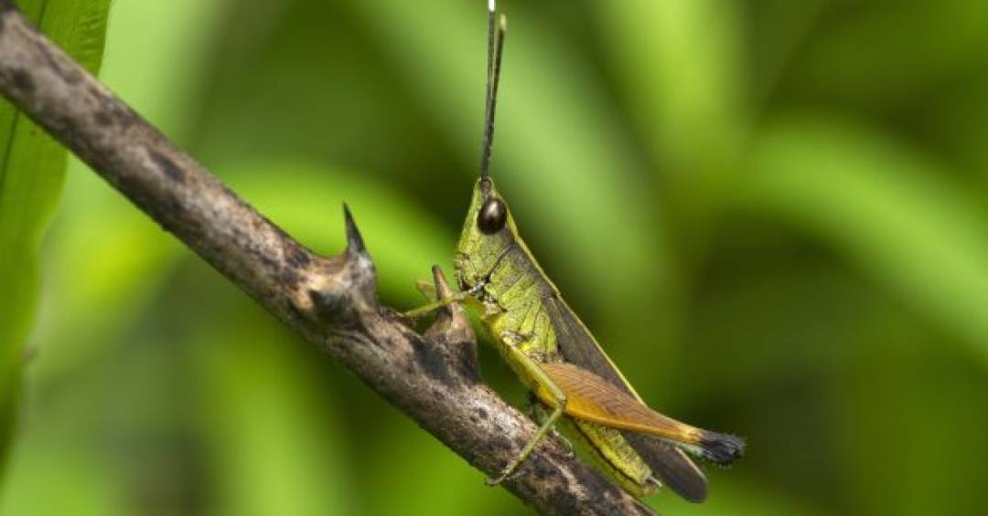 Receita completa do spray de alho e pimenta para repelir insetos