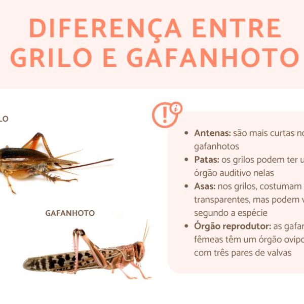 Guia completo de plantas repelentes para proteger sua horta