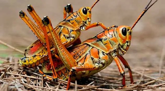 A importância da limpeza e organização para o controle de pragas