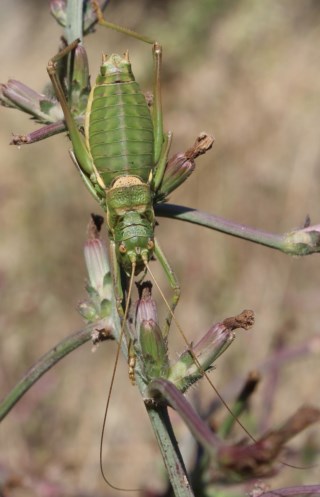 Diferenças fundamentais entre grilos e gafanhotos: um guia visual