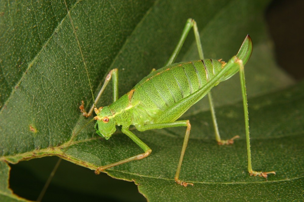 Como os óleos essenciais podem transformar sua horta em um ambiente livre de pragas