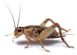 grilos e gafanhotos na horta