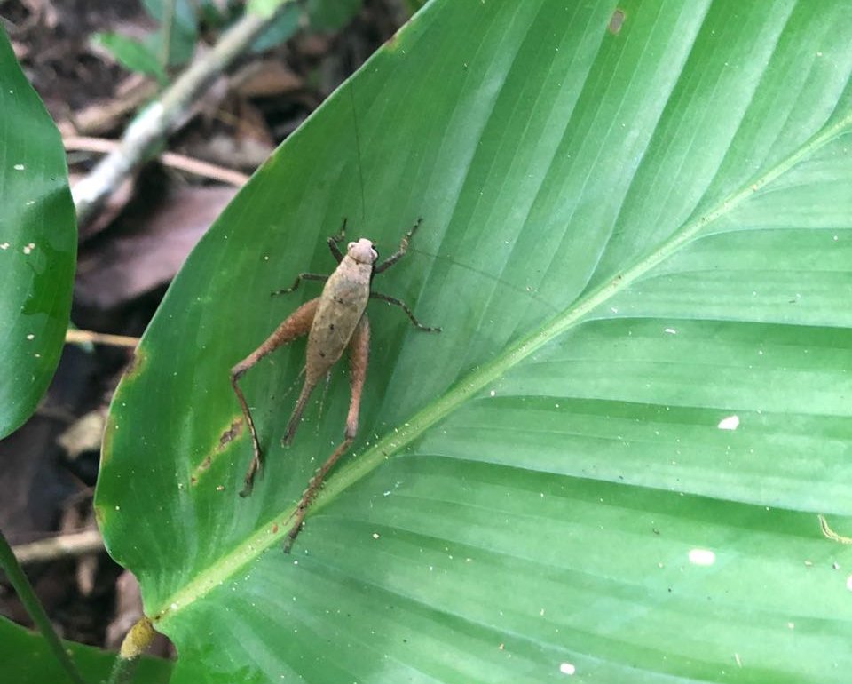 Como identificar os danos específicos de grilos e gafanhotos nas plantas