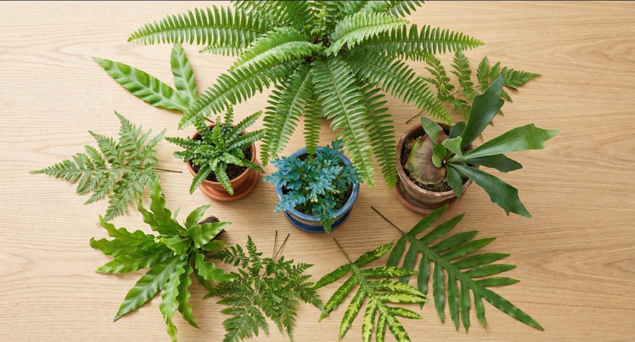 Onde Comprar Ferramentas de Jardinagem Profissionais Online