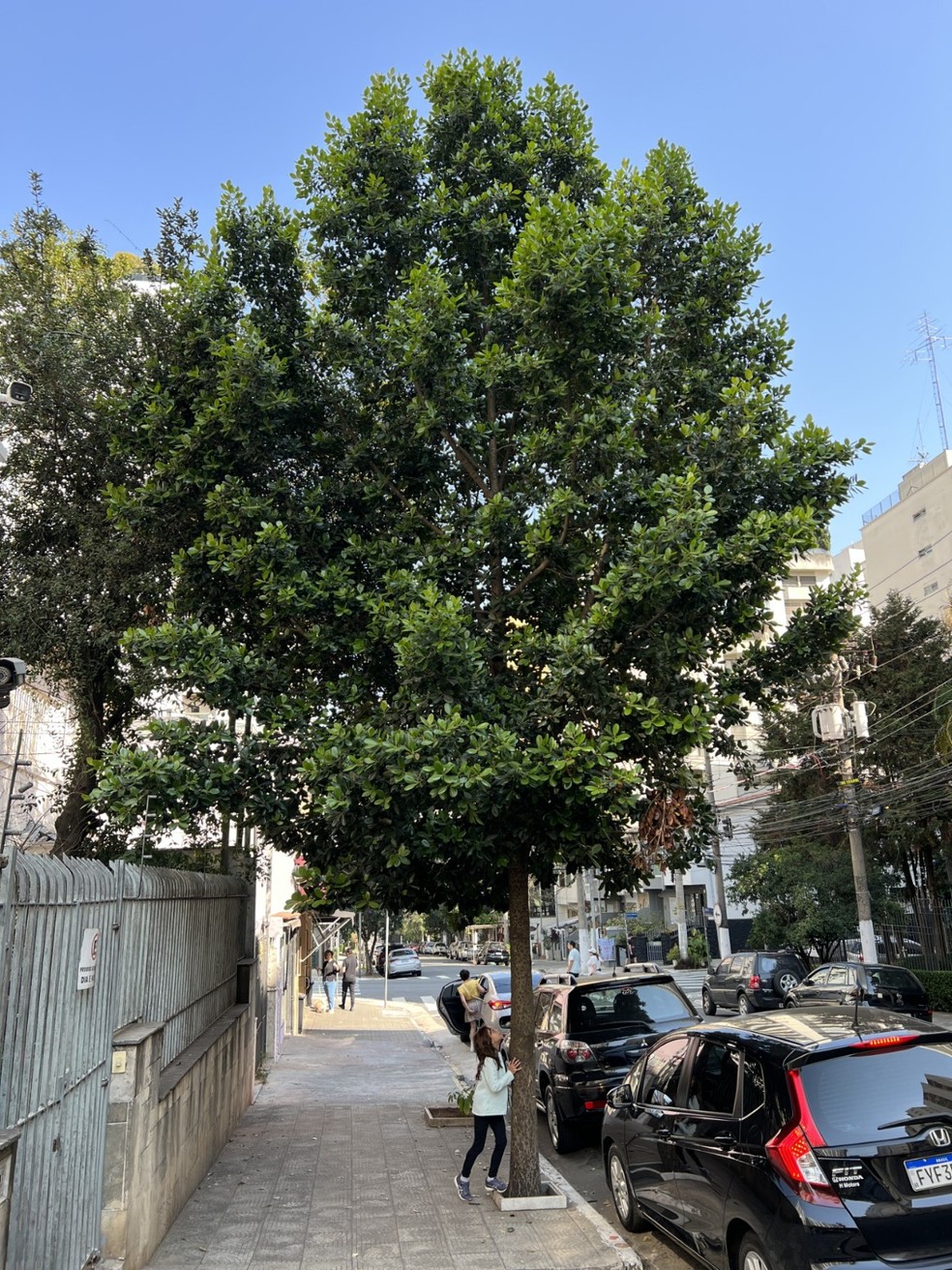 Calophyllum brasiliense