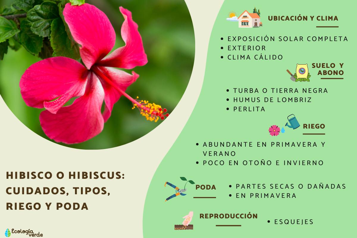 hibisco como cuidar