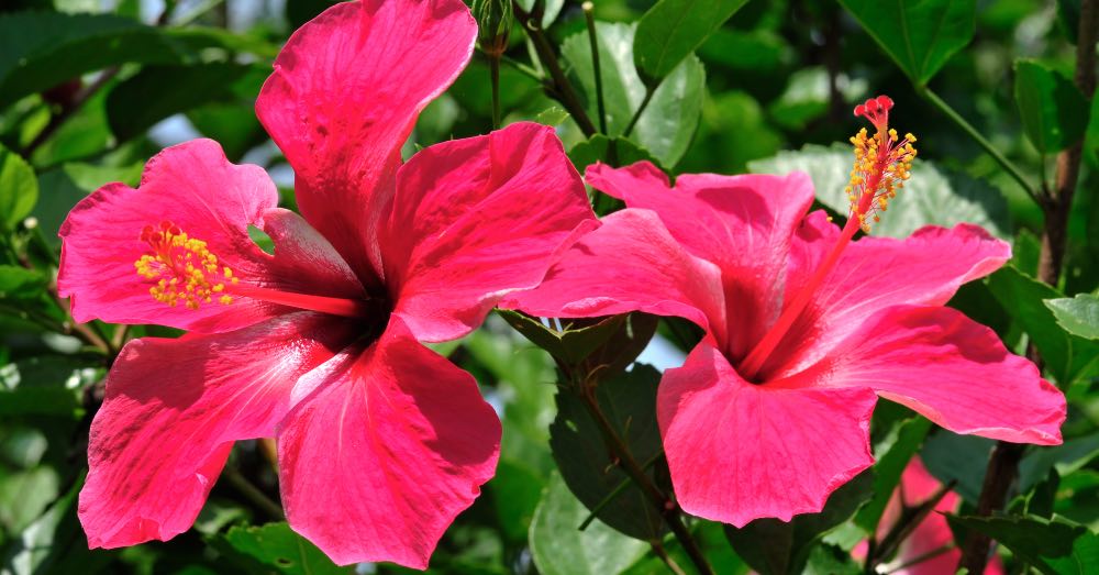 5 dicas para aumentar a floração do seu hibisco