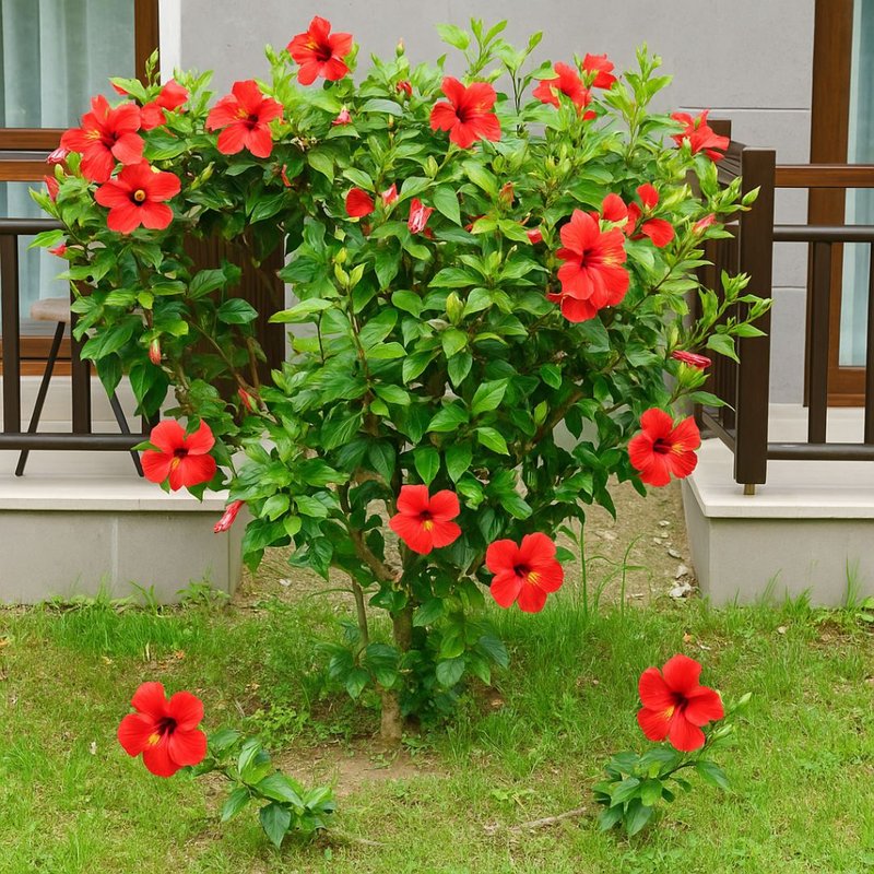 Poda correta do hibisco: passo a passo para um jardim mais bonito