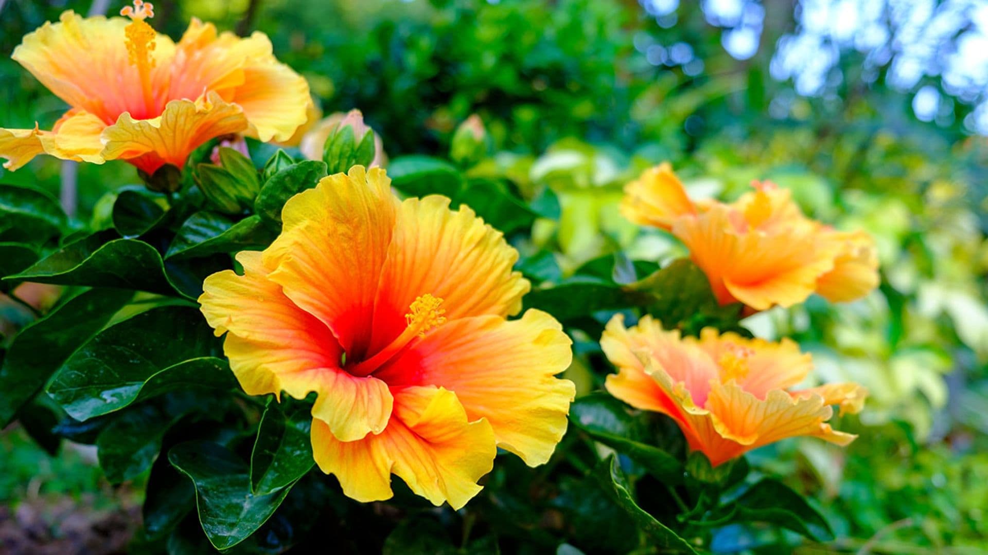 Hibiscos em vasos: cuidados essenciais para um cultivo de sucesso