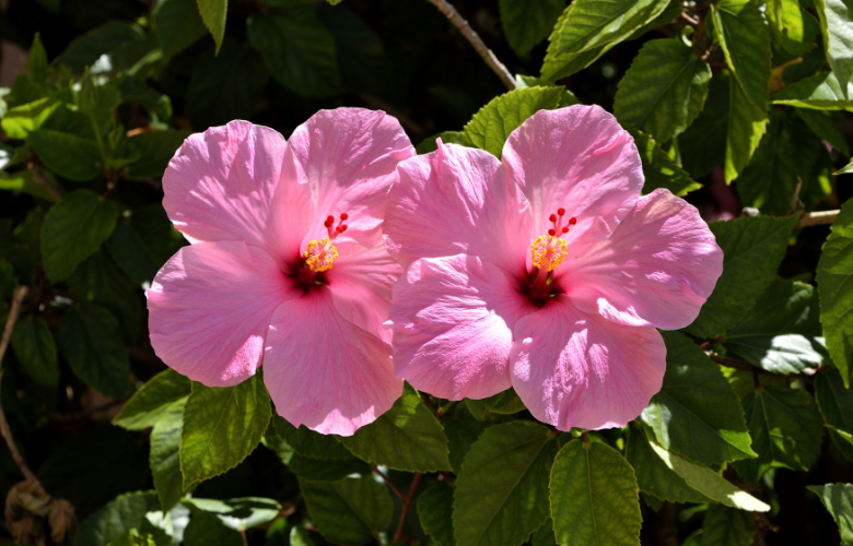 5 dicas para aumentar a floração do seu hibisco