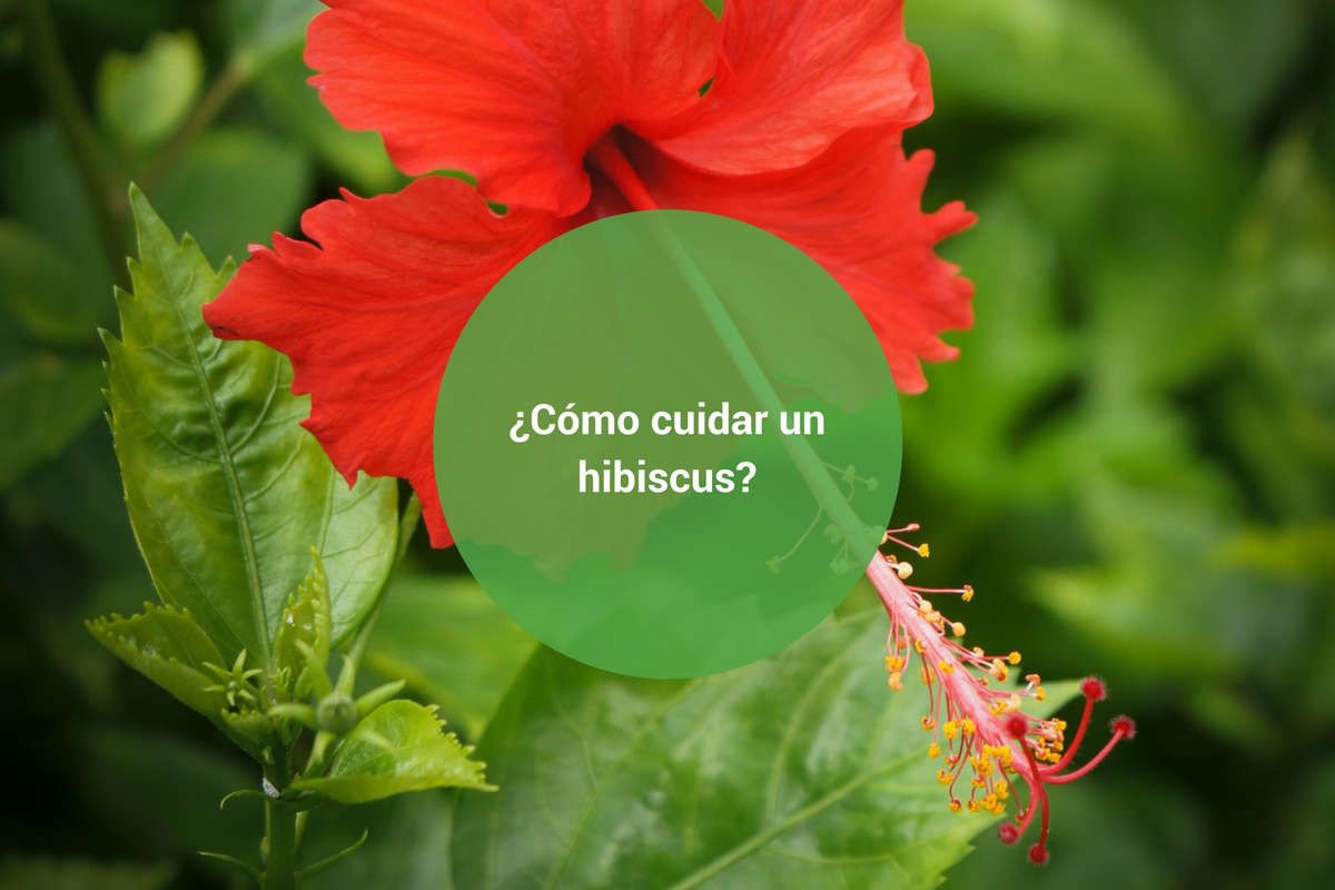 Como identificar e tratar pragas comuns em hibiscos