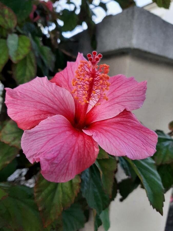 Hibisco tropical