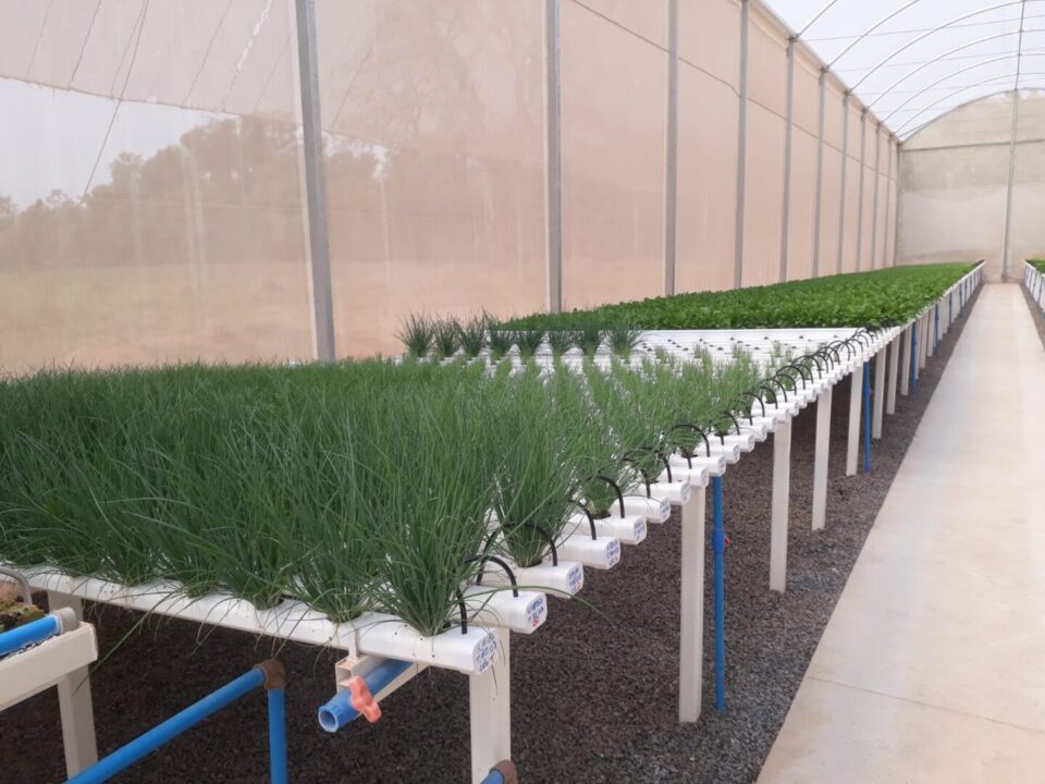 hidroponia de bancada