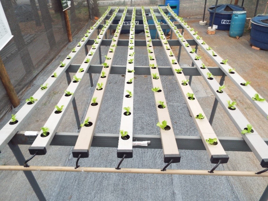 10 Ervas que Crescem Melhor em Hidroponia