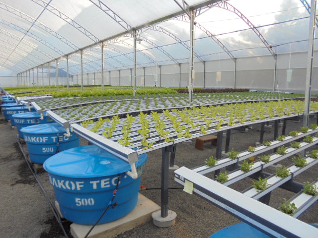 Guia Completo do Método Kratky para Iniciantes