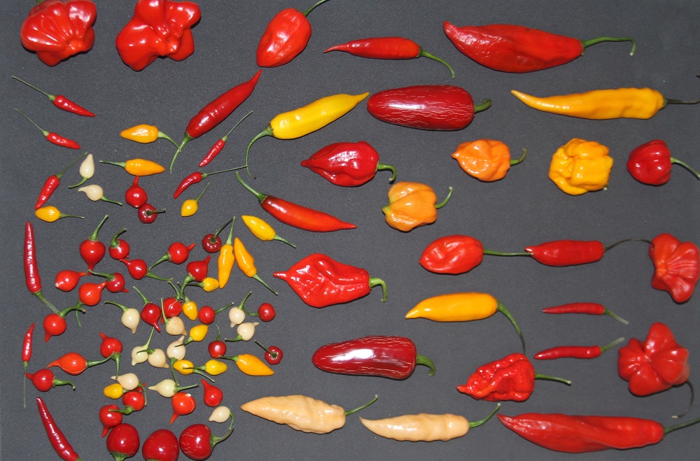 As 5 Pimentas Mais Picantes do Mundo e Onde Encontrá-las