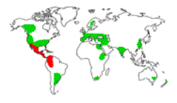 Pimentas Capsicum: Guia Completo de Variedades e Usos