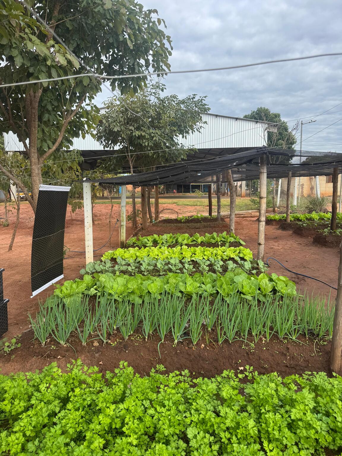 Como criar uma horta escolar passo a passo