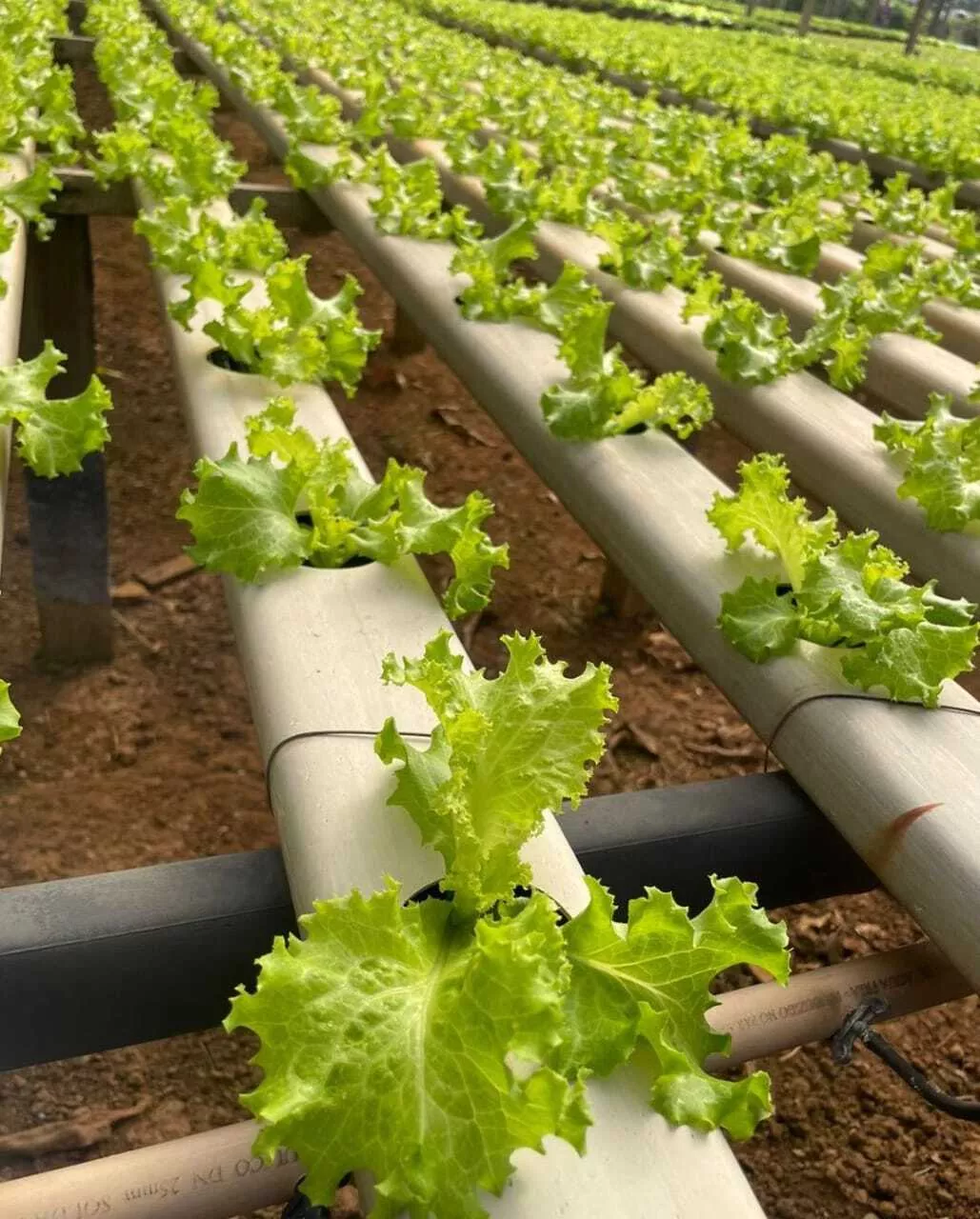 Integração da horta escolar com o currículo da BNCC