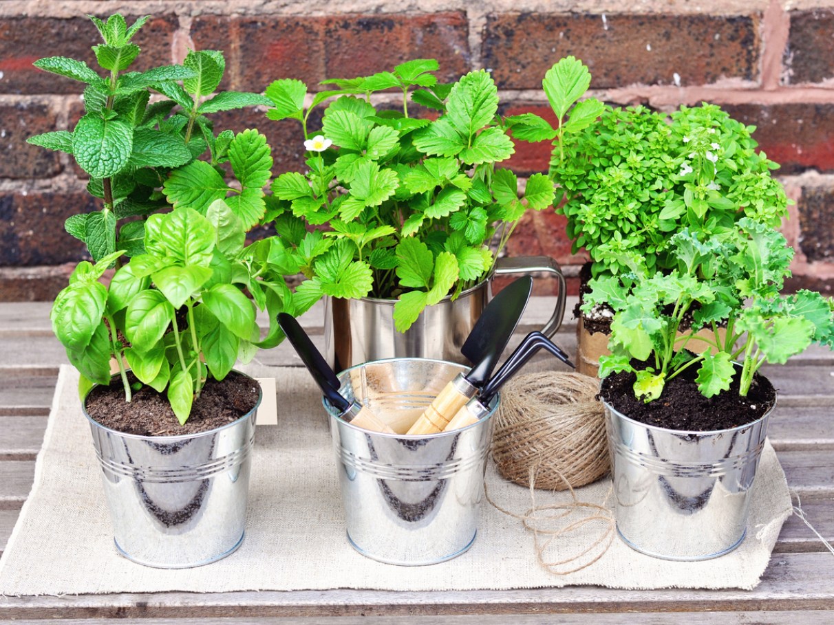 erros comuns ao montar horta de presente