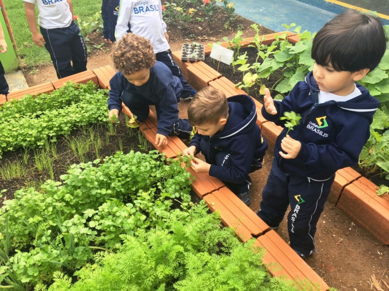 horta de temperos para crianças