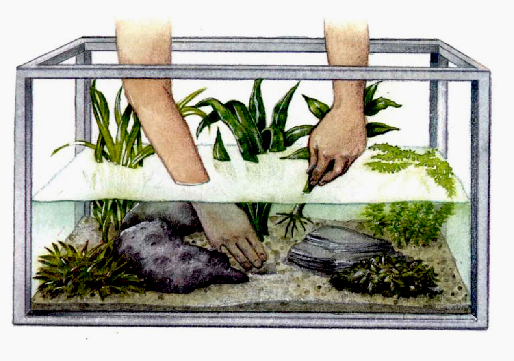 Manutenção de aquários com horta integrada