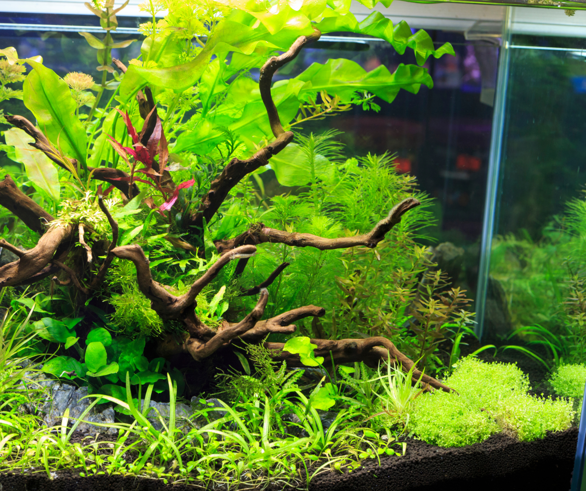 Guia completo de montagem de terrário de aquário