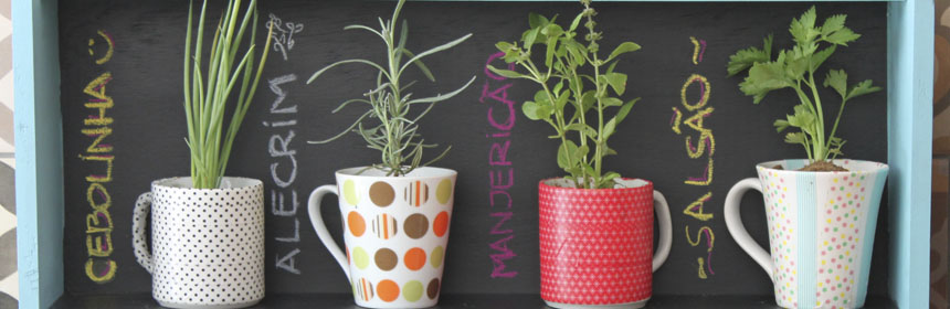 Guia Completo de Cuidados com Suculentas em Ambientes Internos