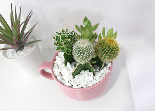 Guia Completo de Cuidados com Suculentas em Ambientes Internos