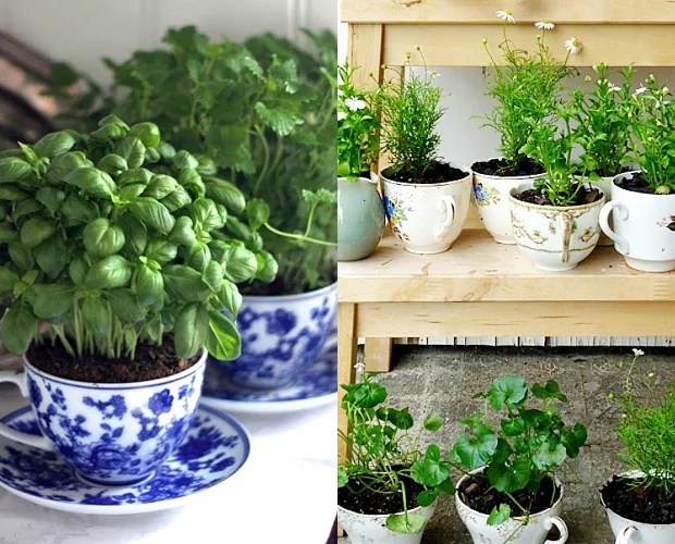 horta em canecas e xícaras