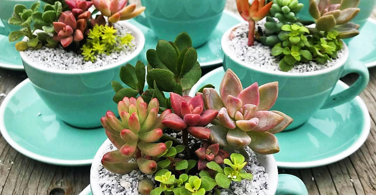 Como Escolher o Substrato Ideal para sua Mini Horta