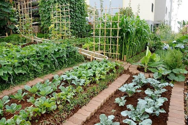 Guia Completo: Implementando uma Horta Terapêutica em sua Comunidade