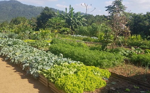Estudos de Caso: Projetos de Horticultura Terapêutica de Sucesso no Brasil