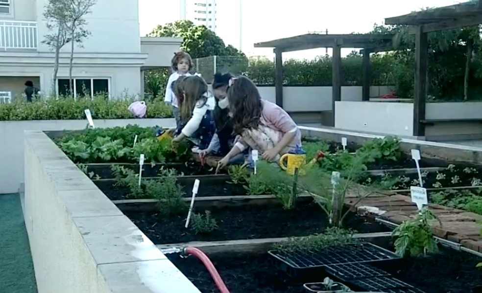 Guia completo de espécies para sua horta comunitária