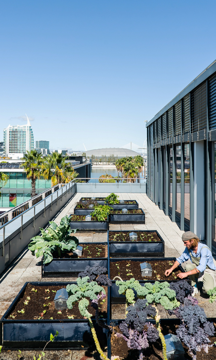 Bem-Estar e Produtividade
5. Horta Vertical no Escritório: Soluções Criativas para Pouco Espaço