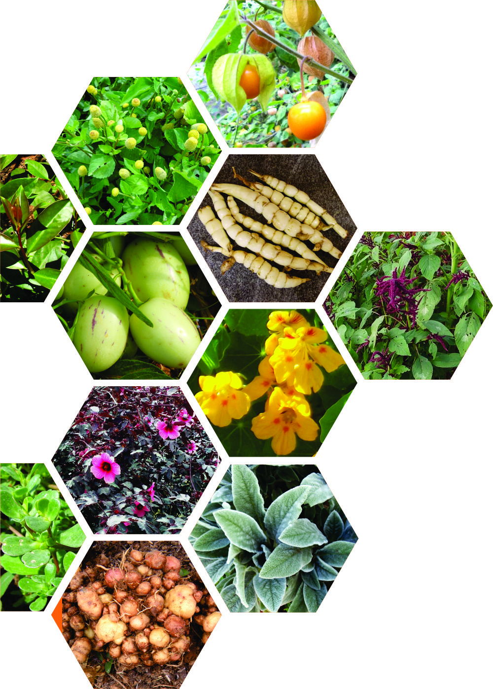 Guia Completo da Taioba: Benefícios e Preparo