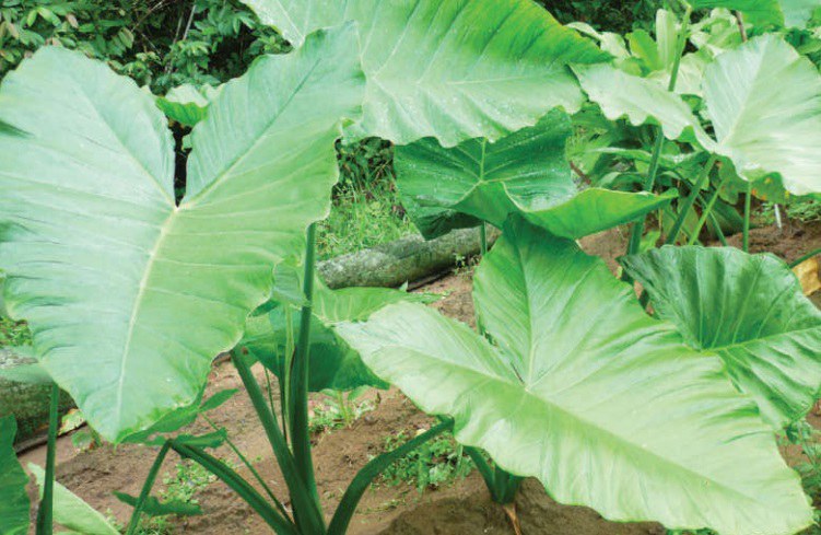 Capuchinha: Usos Culinários e Medicinais