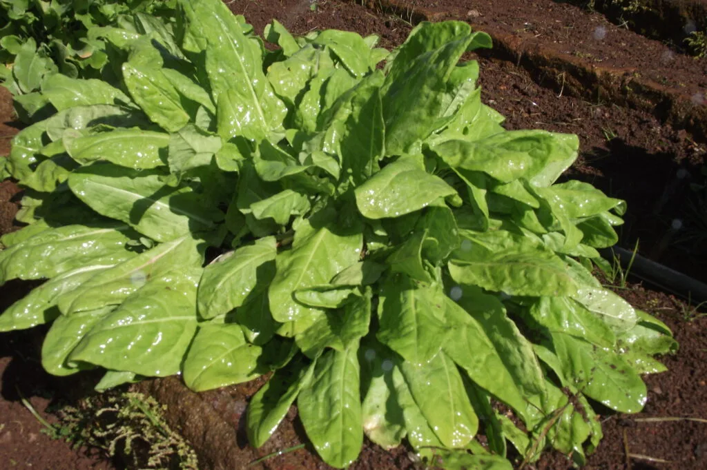 Vinagreira: O Ingrediente Secreto do Arroz de Cuxá