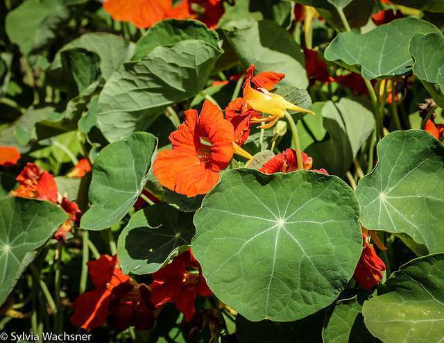 Beldroega: A Salada Nutritiva que Você Precisa Conhecer