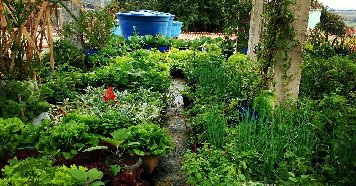 Como escolher as melhores plantas para sua horta na laje
