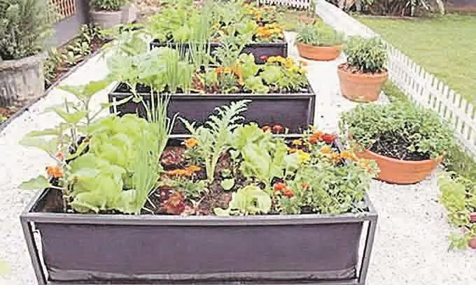 Como escolher as melhores plantas para sua horta na laje
