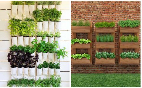 Guia de plantas resistentes ao vento para hortas urbanas