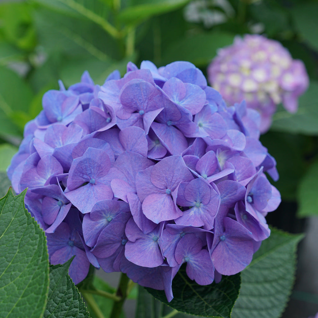 hortênsia rosa