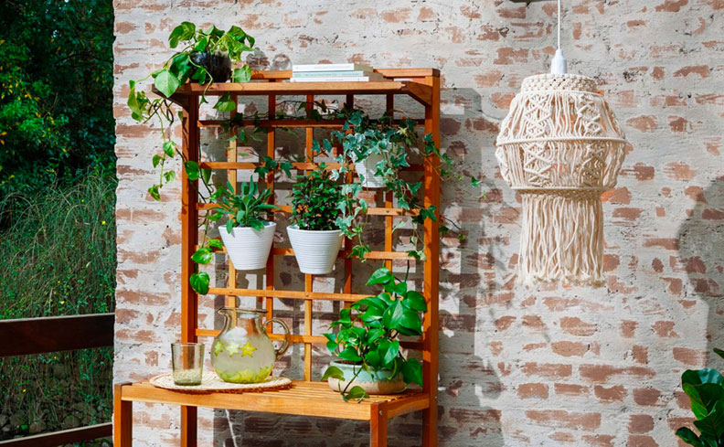 5 plantas fáceis de cuidar em apartamento