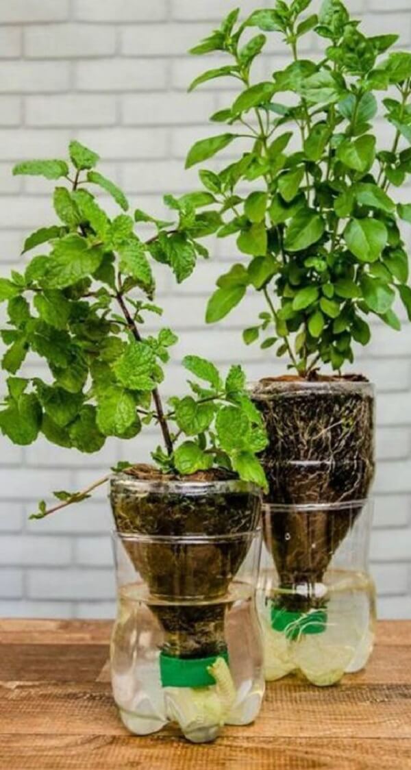 plantas para cultivar em garrafa pet